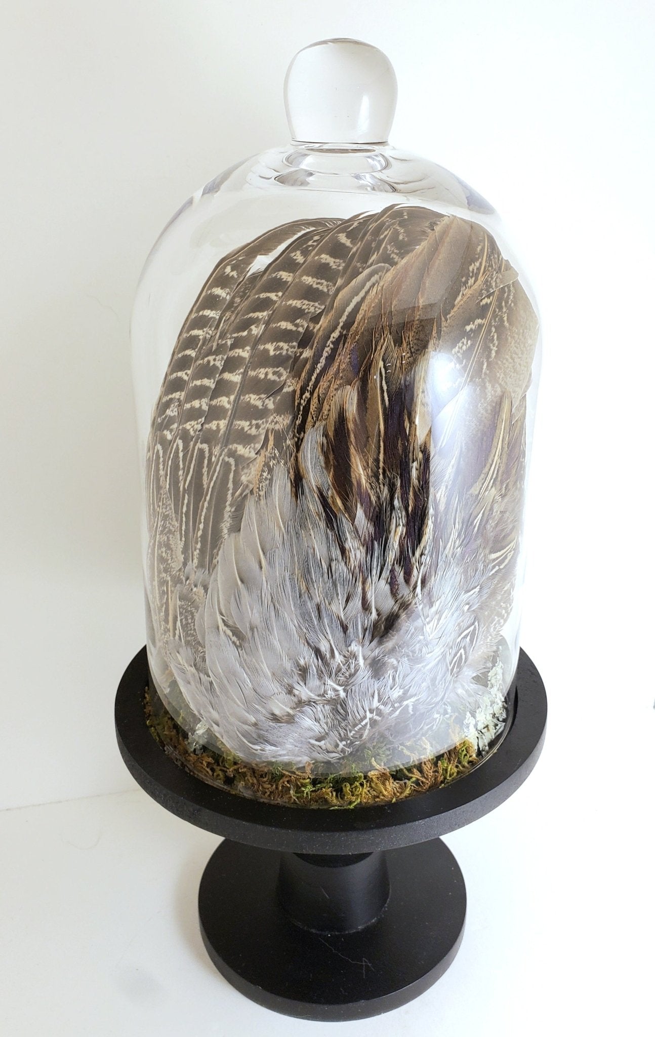 Pheasant Wing Display - Pollen & Pine Oddities