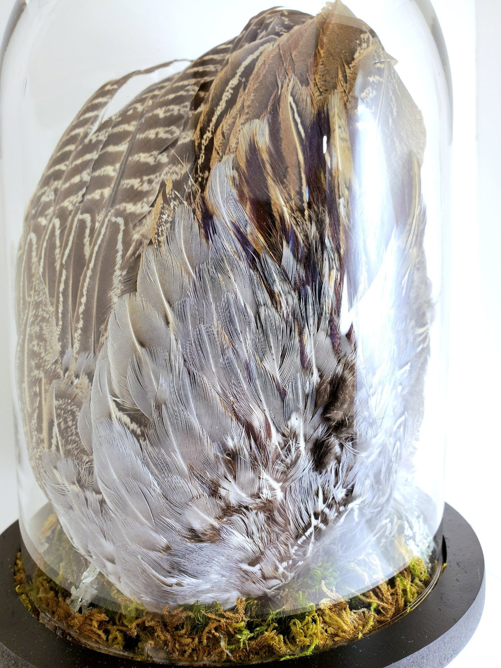 Pheasant Wing Display - Pollen & Pine Oddities