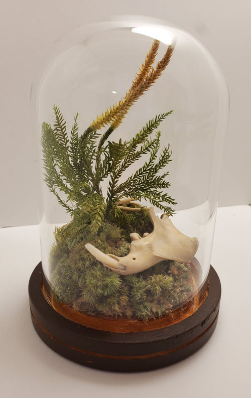 Groundhog Ribs & Jawbone Glass Dome Display - Pollen & Pine Oddities