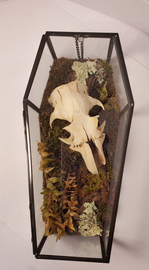 Groundhog Skull Glass Coffin - Pollen & Pine Oddities