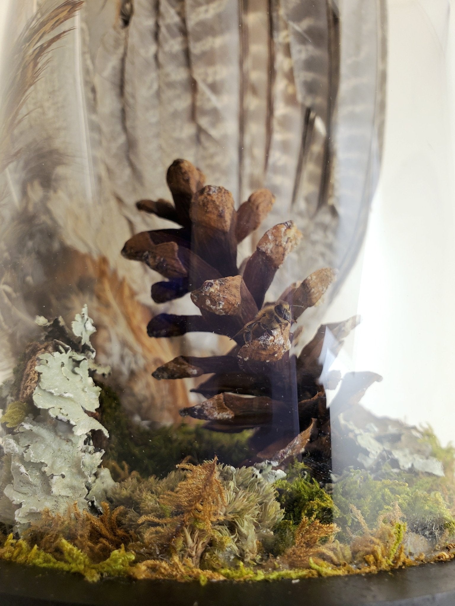 Pheasant Wing Display - Pollen & Pine Oddities