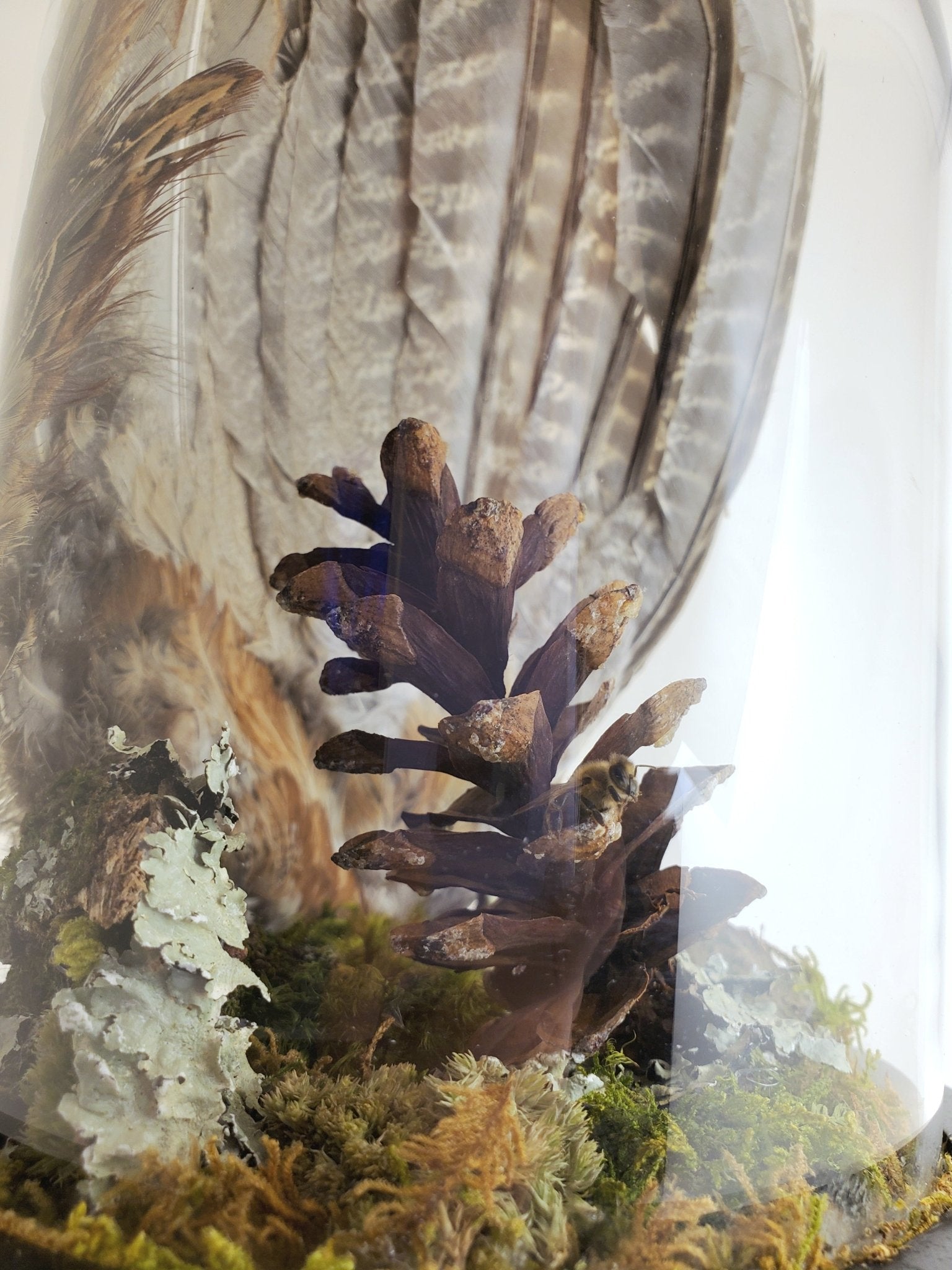 Pheasant Wing Display - Pollen & Pine Oddities