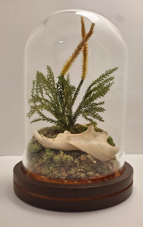 Groundhog Ribs & Jawbone Glass Dome Display - Pollen & Pine Oddities