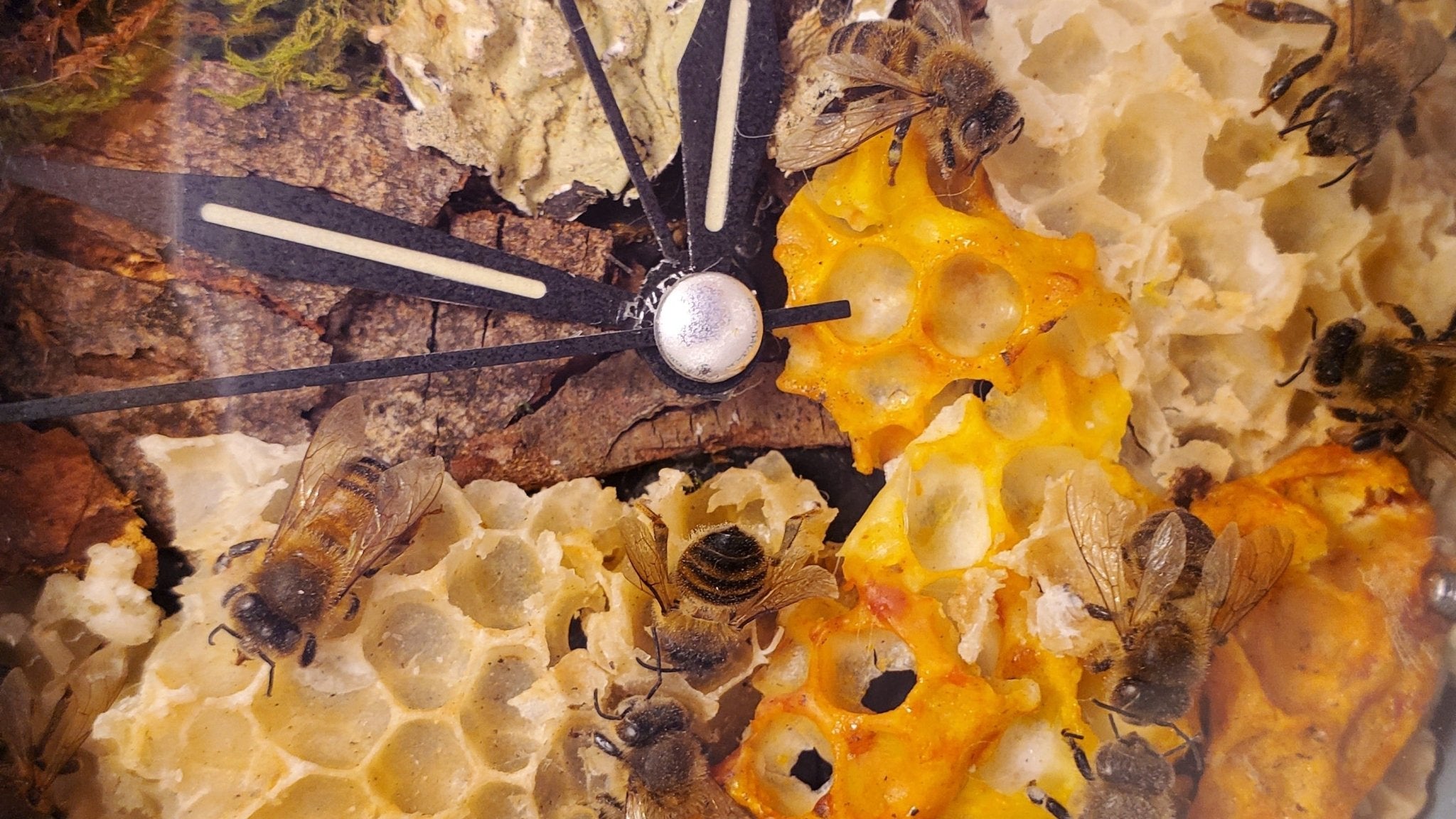 Honey Bee Clock - Pollen & Pine Oddities