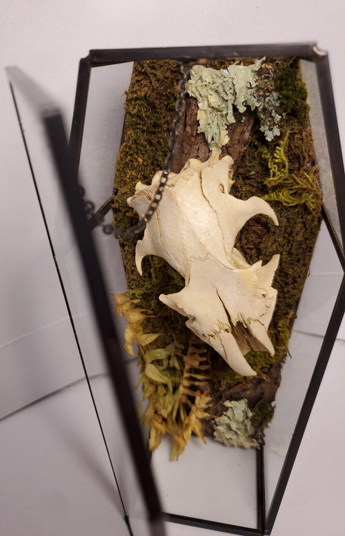 Groundhog Skull Glass Coffin - Pollen & Pine Oddities